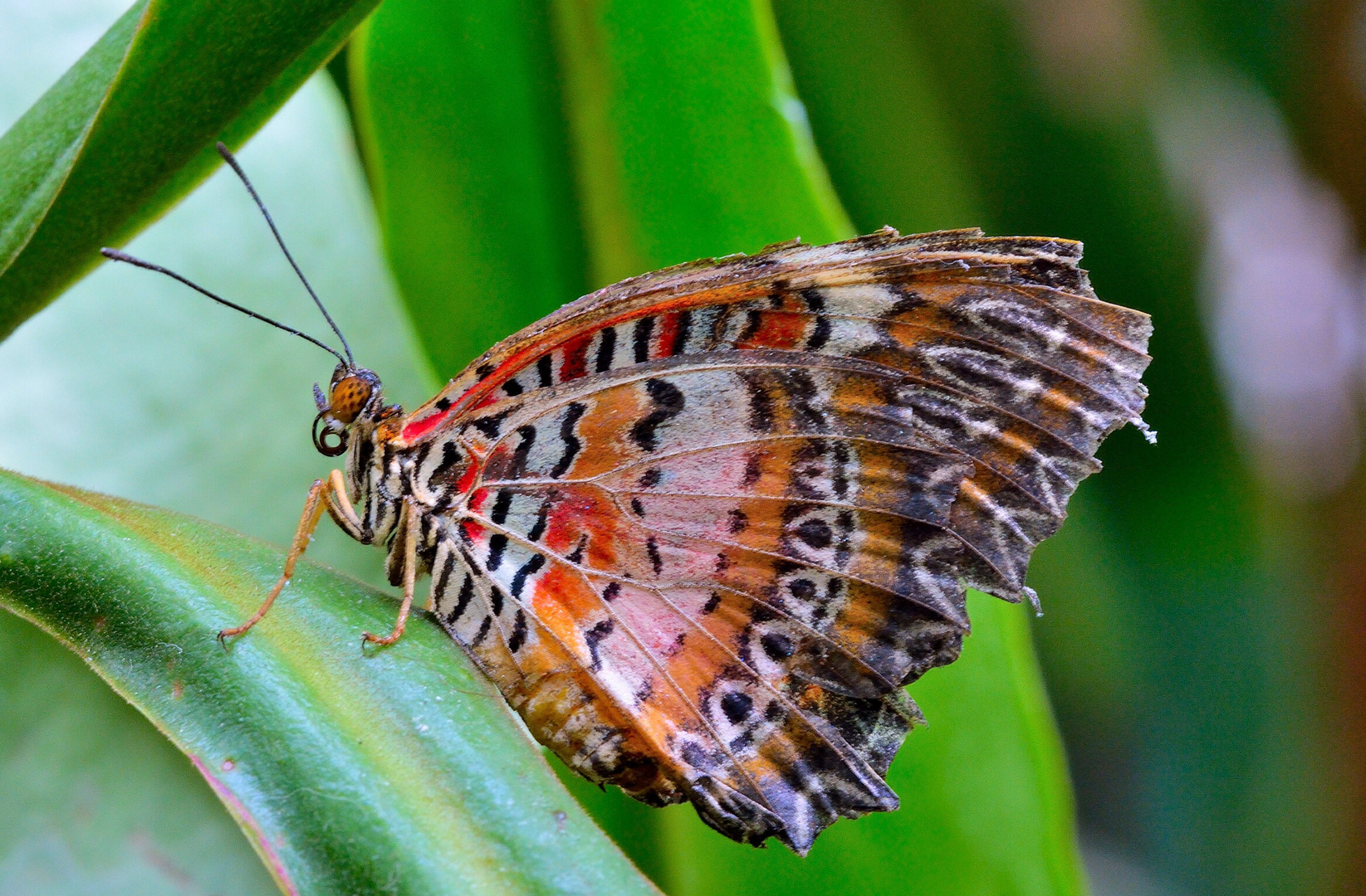 Cethosia biblis