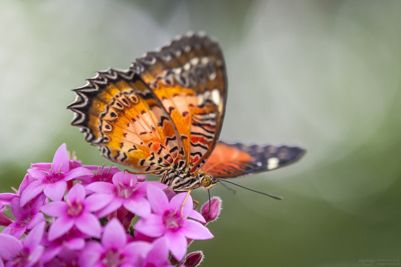 cethosia biblis