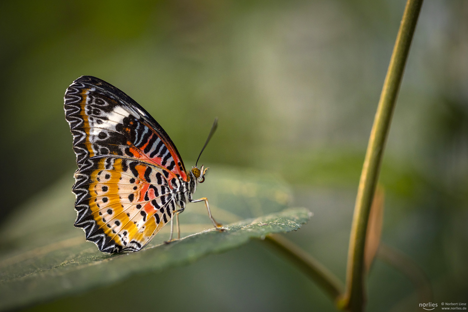 cethosia cyane