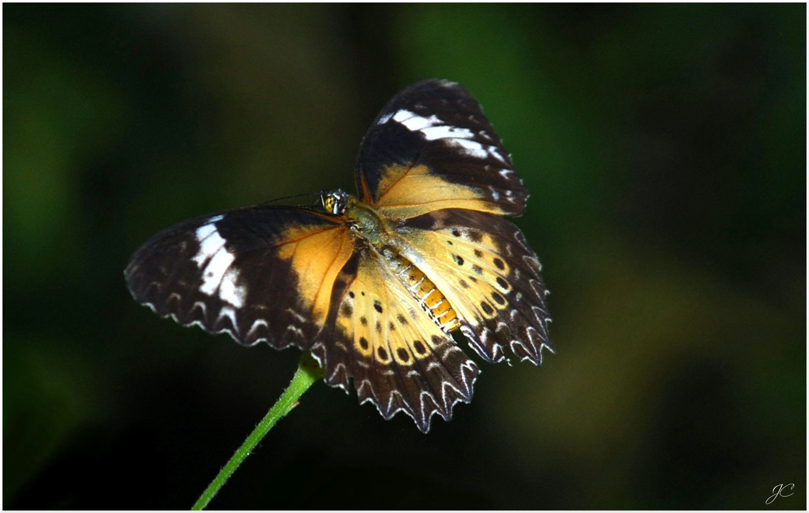 Cethosia cyane