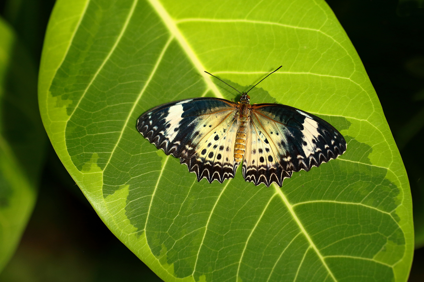 Cethosia cyane Foto & Bild makro, schmetterling, insekten Bilder auf