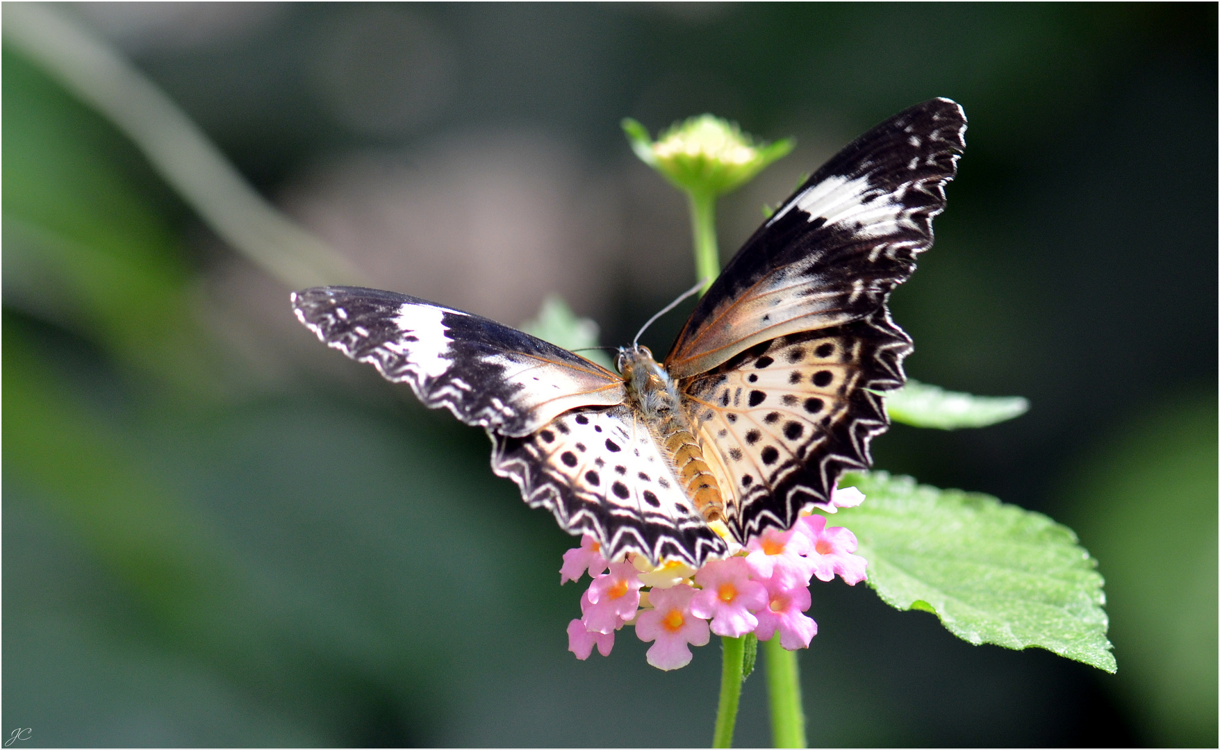 Cethosia cyane