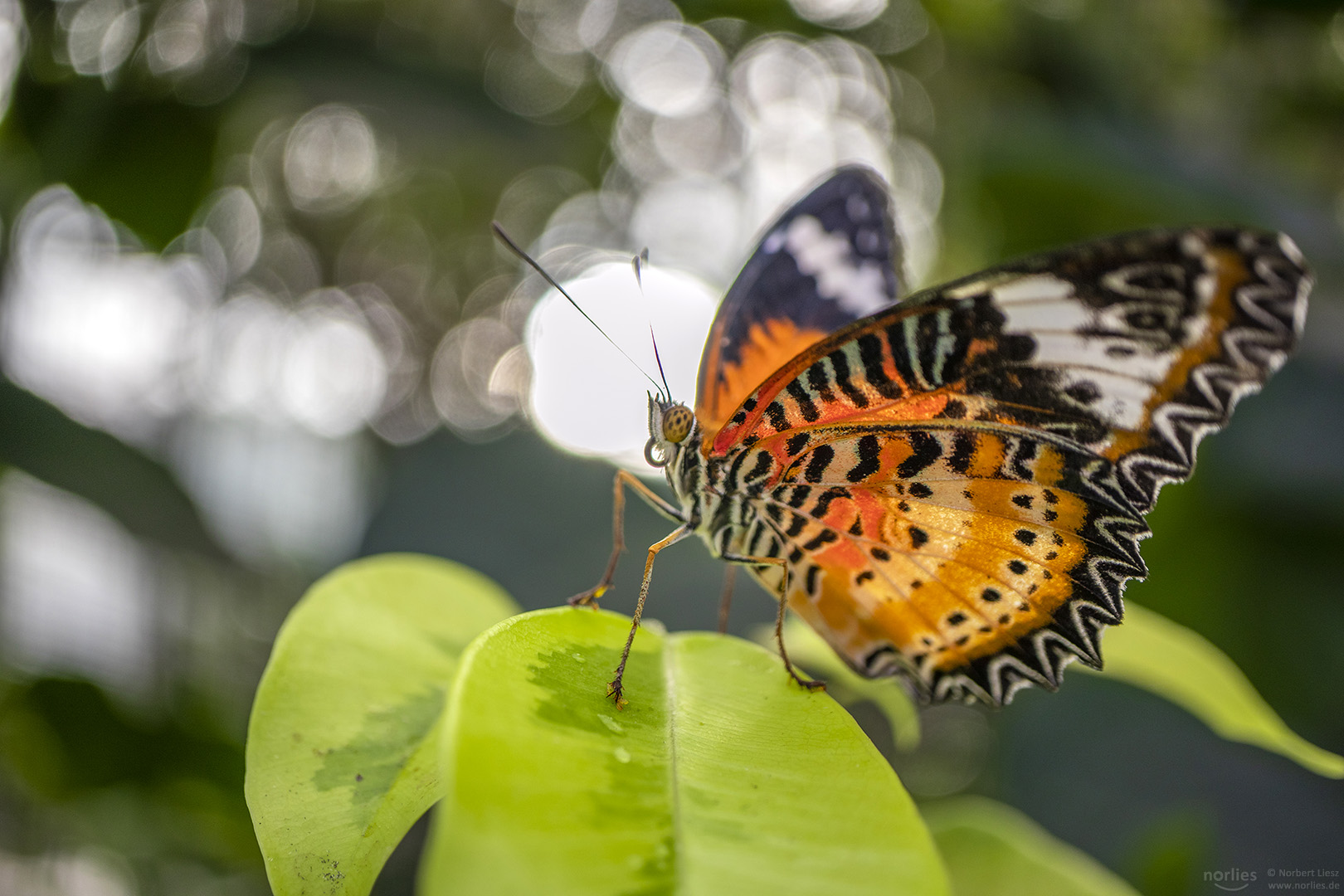 cethosia cyane and backlight