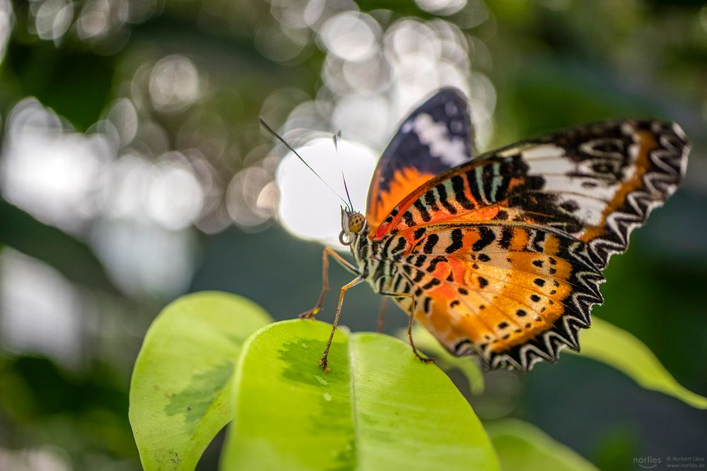 cethosia cyane and backlight