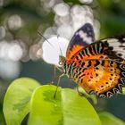 cethosia cyane and backlight