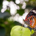 cethosia cyane and bokeh