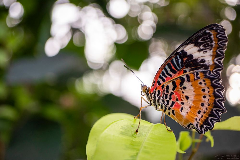 cethosia cyane and bokeh