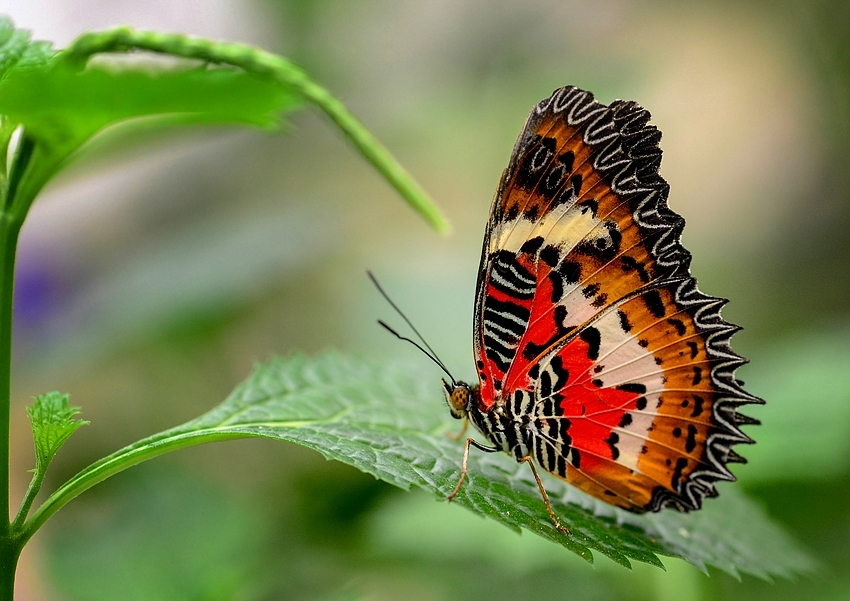 Cethosia cyane Foto & Bild tiere, zoo, wildpark & falknerei, insekten