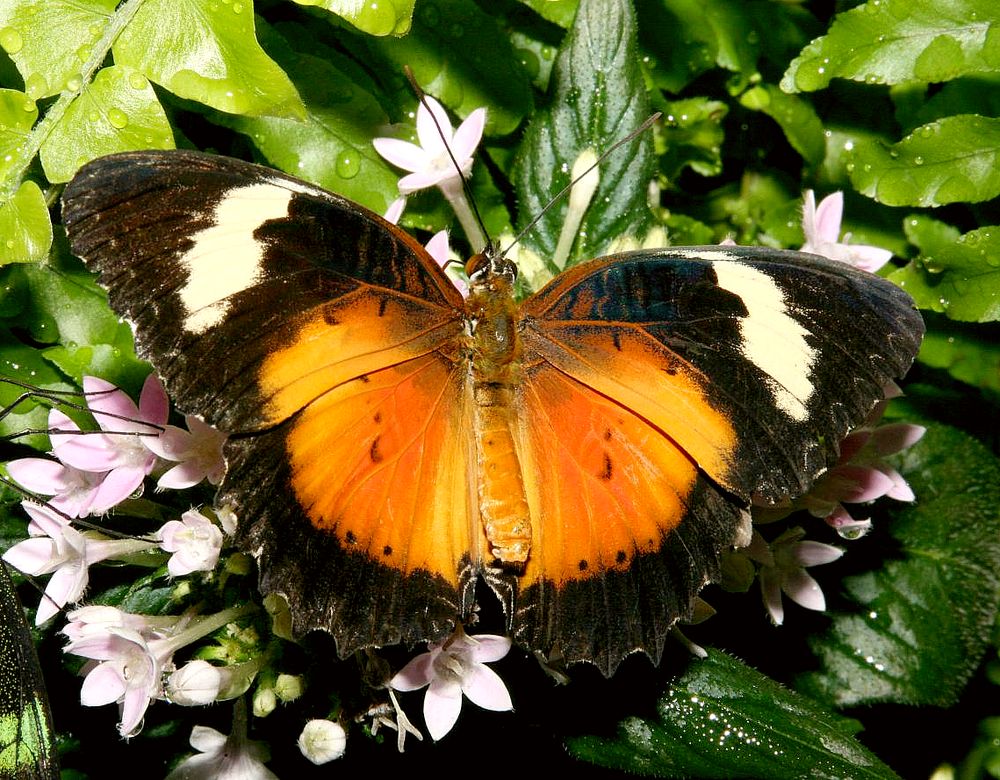 Cethosia cyane euanthes Foto & Bild tiere, zoo, wildpark & falknerei
