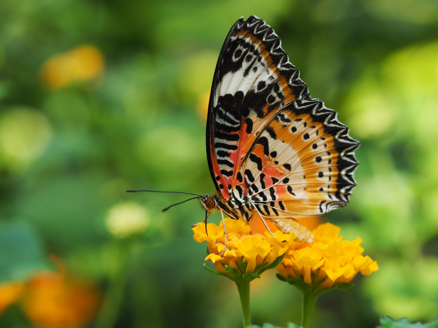 Cethosia cyane Foto & Bild makro, schmetterling, insekten Bilder auf