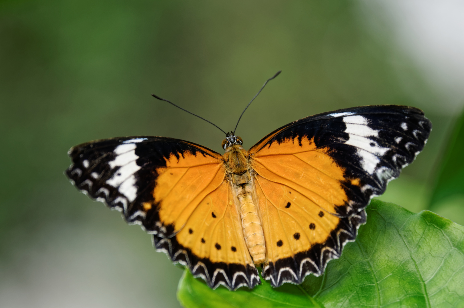 Cethosia cyane (Leopard Lacewing)