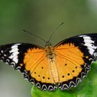 Cethosia cyane (Leopard Lacewing)