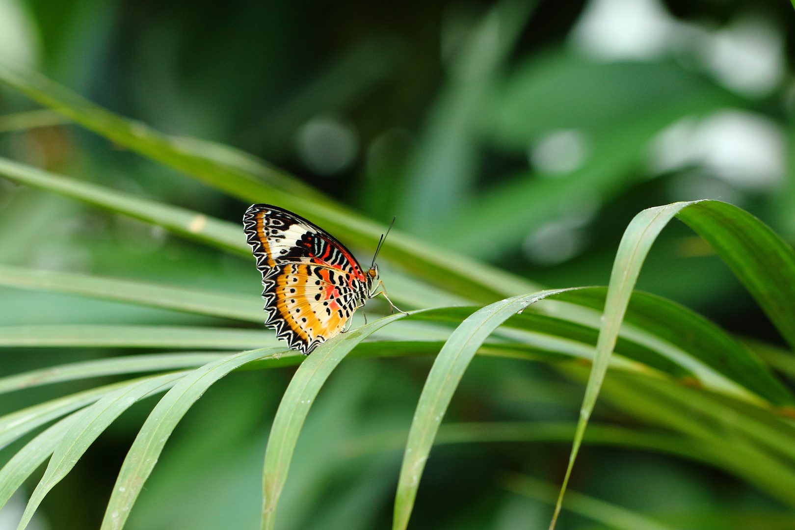 Cethosia cyane - Leoparden Netzflügler