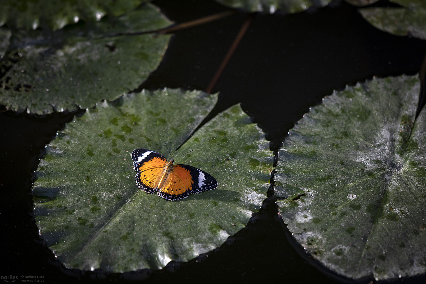 cethosia cyane on a water lily leaf