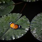 cethosia cyane on a water lily leaf