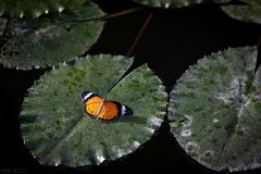 cethosia cyane on a water lily leaf