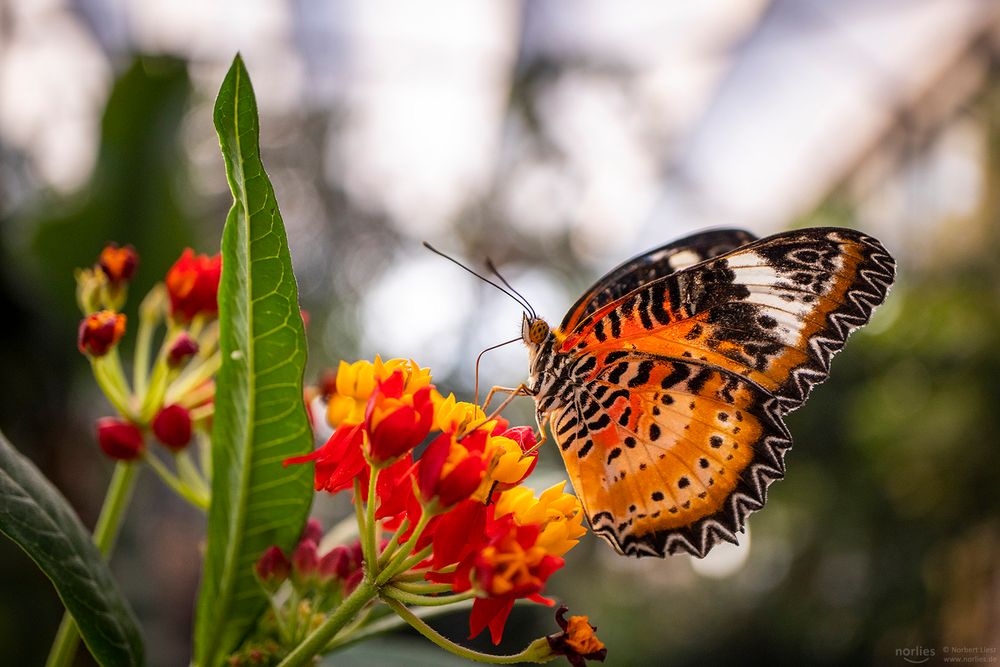 cethosia cyane on flower