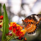 cethosia cyane on flower