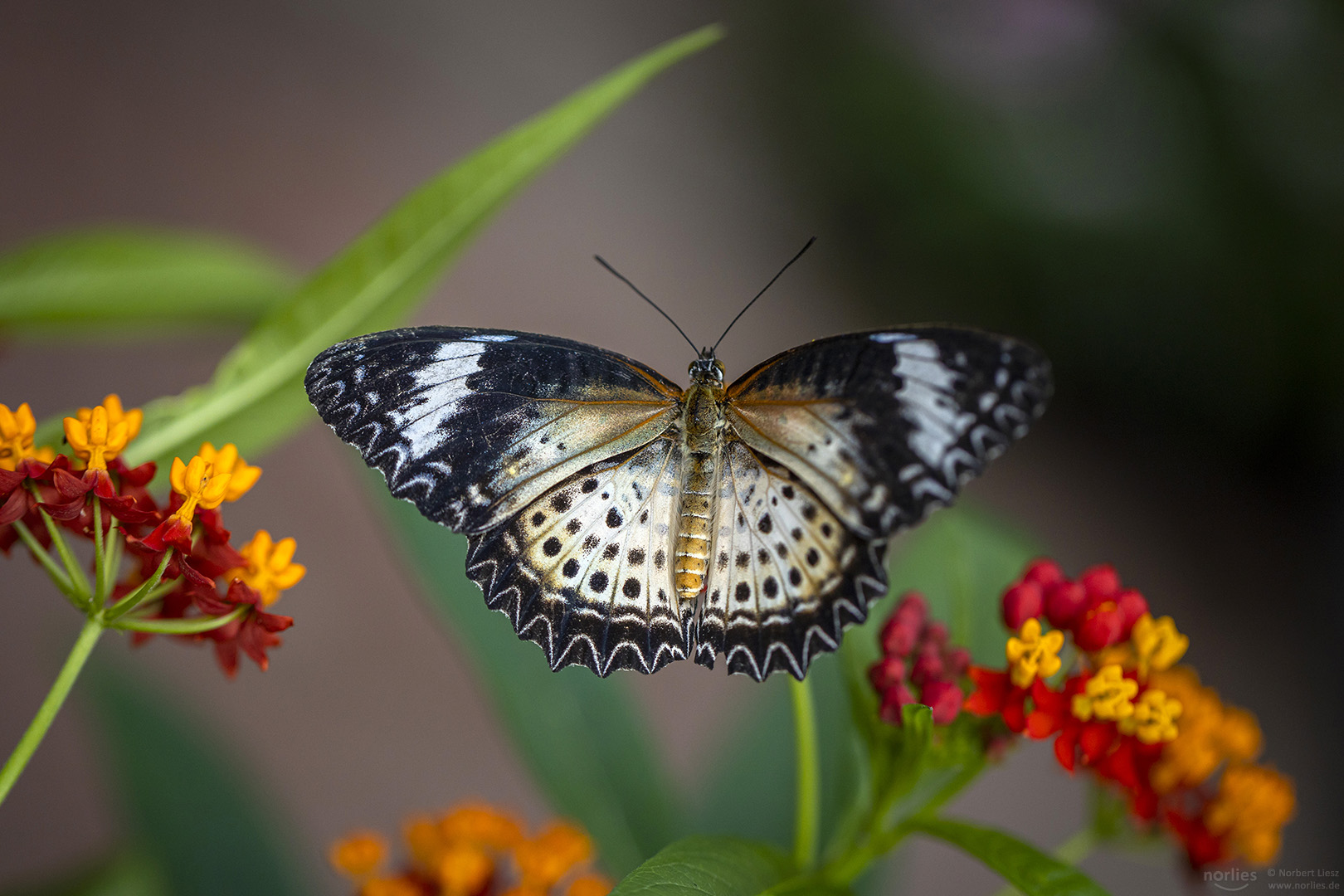 cethosia cyane on flower