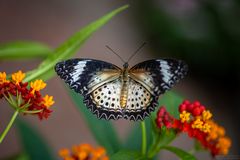 cethosia cyane on flower