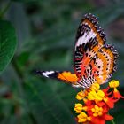 cethosia cyane on flower