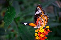 cethosia cyane on flower