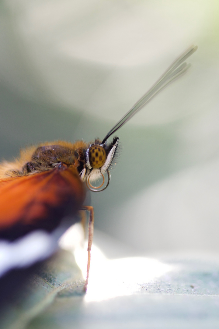 Cethosia hypsea hypsina, Malay Lacewing