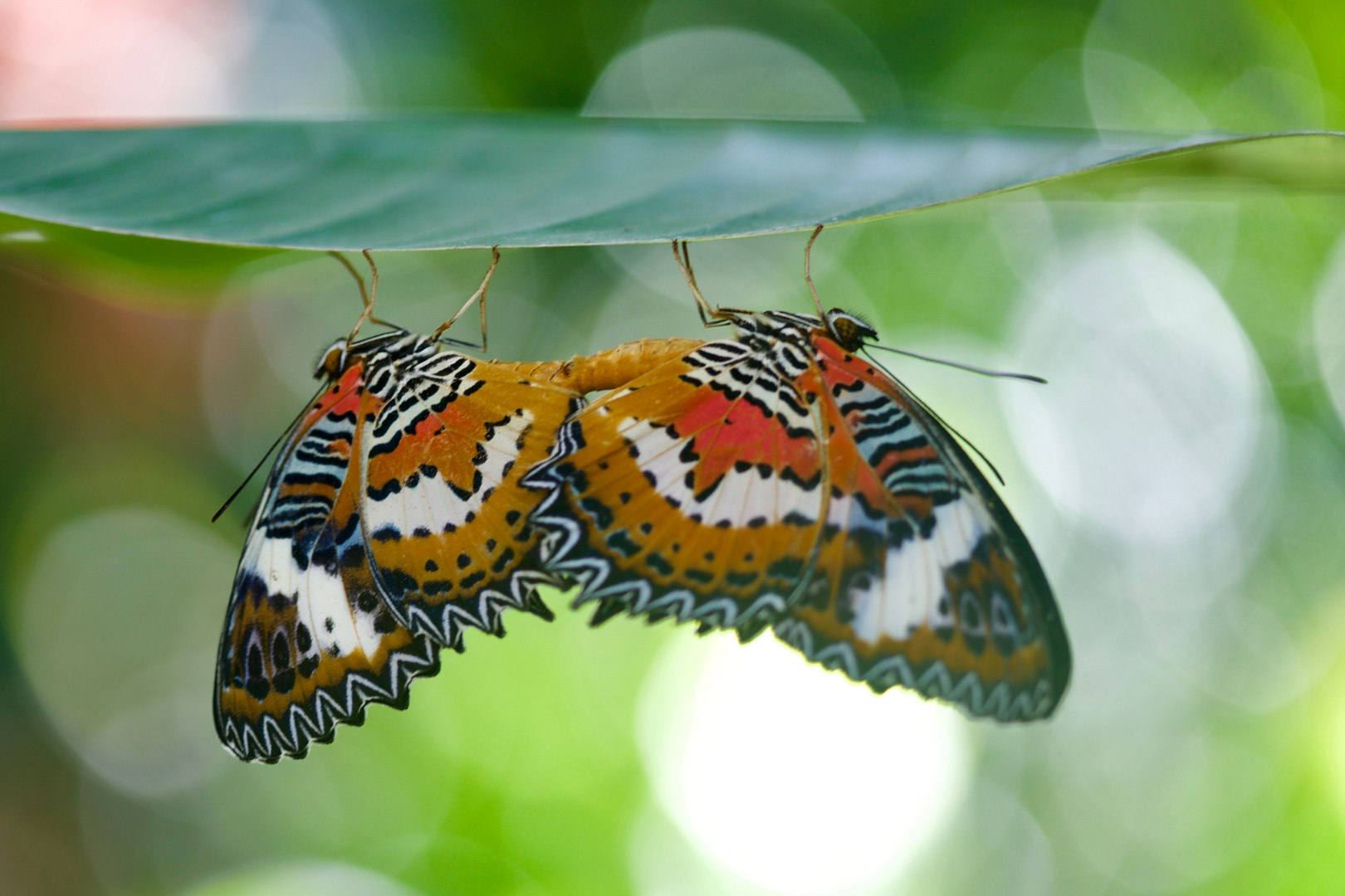 Cethosia hypsea hypsina, Malay Lacewing