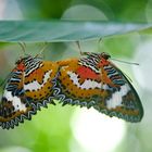 Cethosia hypsea hypsina, Malay Lacewing