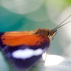 Cethosia hypsea hypsina, Malay Lacewing  -  "Rückenlinie"