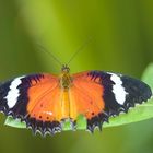 Cethosia hypsea hypsina, Malay Lacewing  -  Sonnenbad