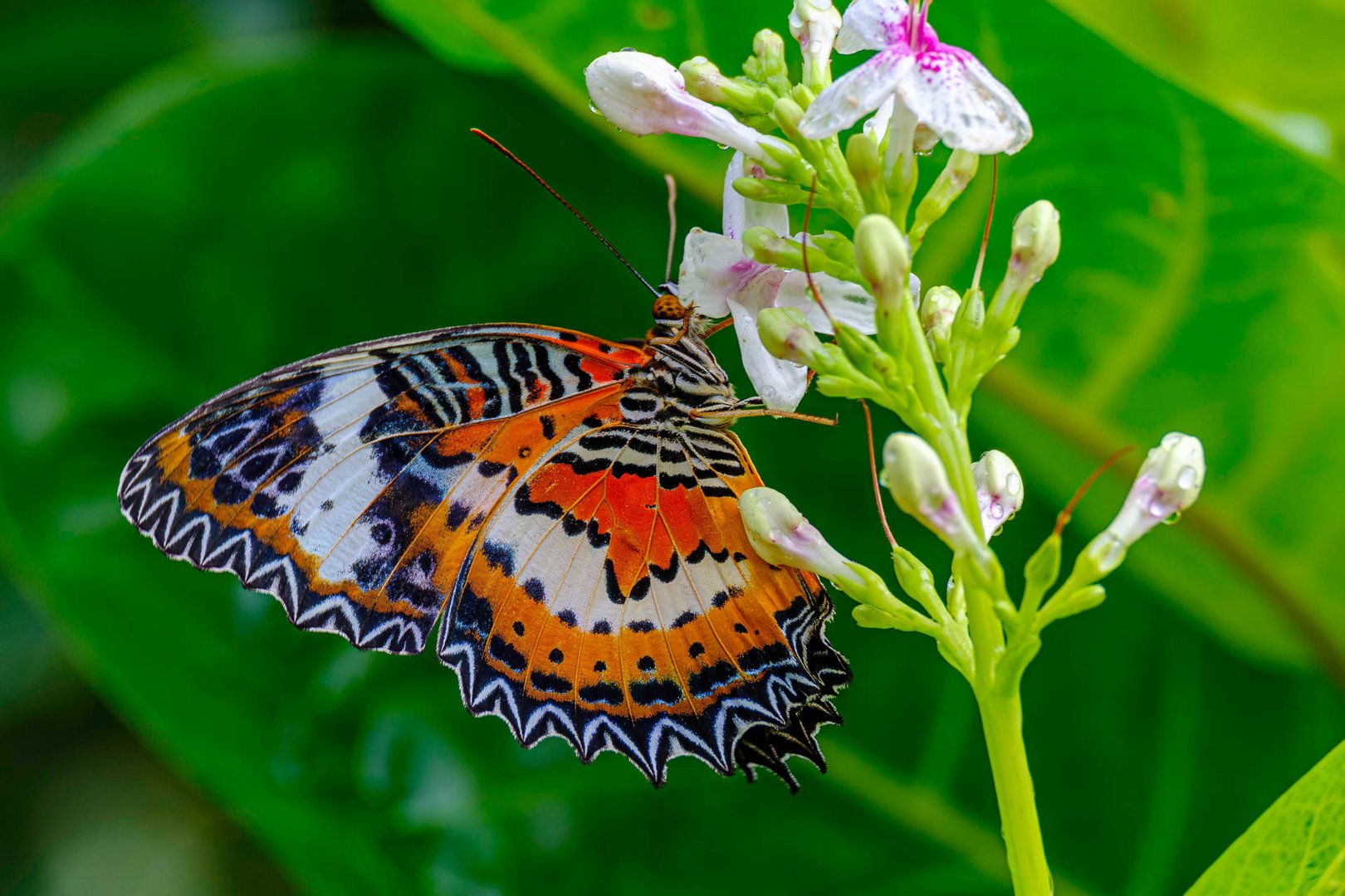 Cethosia hypsea / Malay lacewing