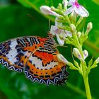 Cethosia hypsea / Malay lacewing