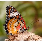 Cethosia-Schmetterling