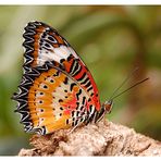 Cethosia-Schmetterling