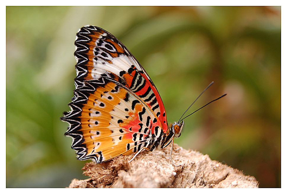 Cethosia-Schmetterling