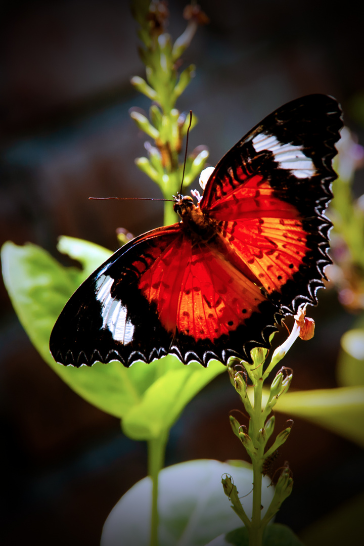 Cethosia sp. butterfly