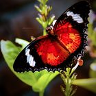 Cethosia sp. butterfly