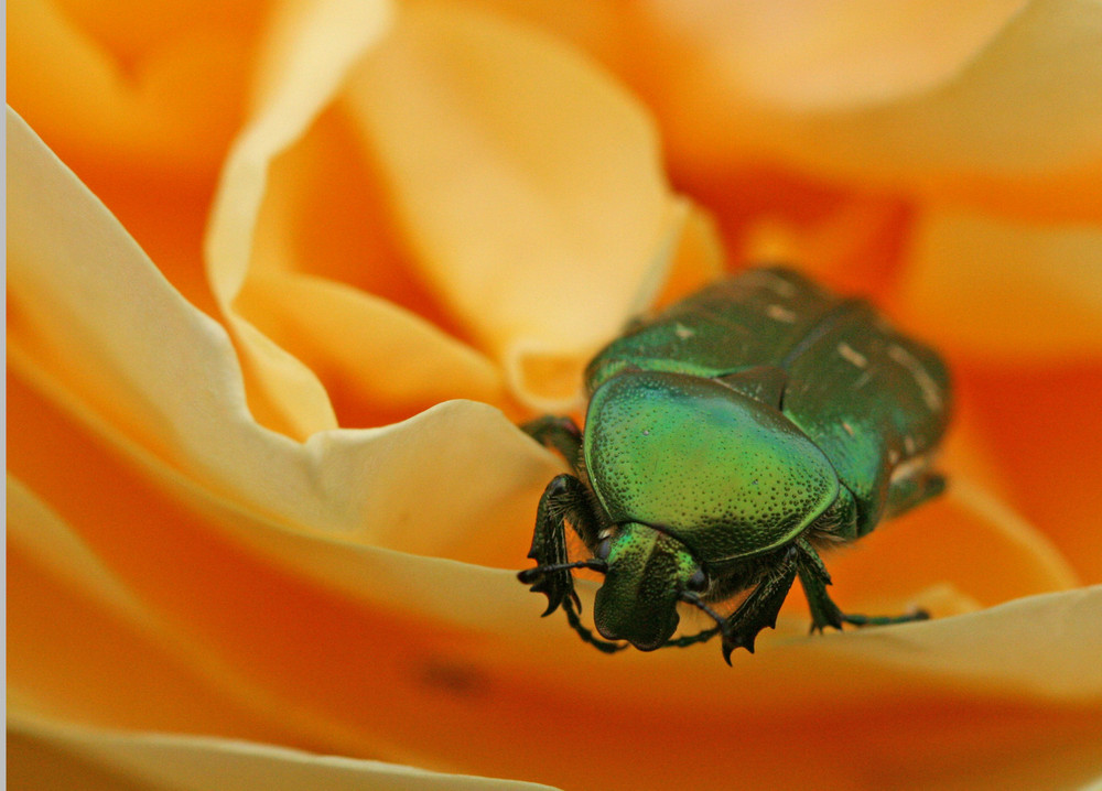 cétoine doré dans une rose