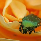 cétoine doré dans une rose