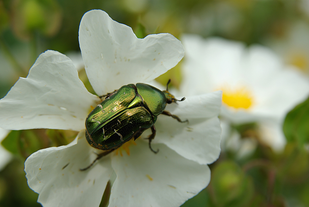 cétoine dorée