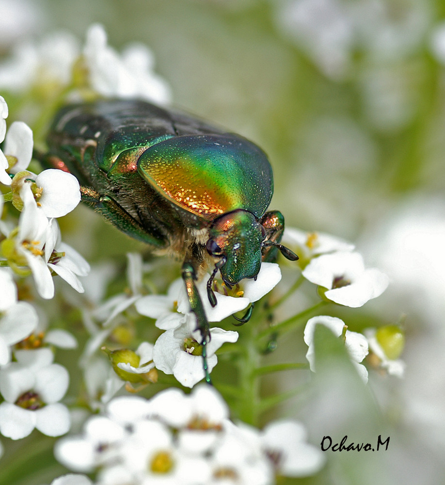 cetoine dorée