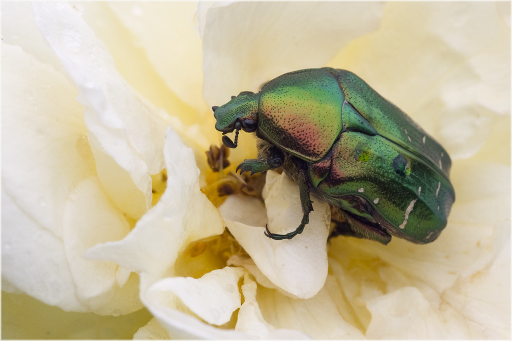 Cétoine dorée sur rose