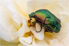 Cétoine dorée sur rose