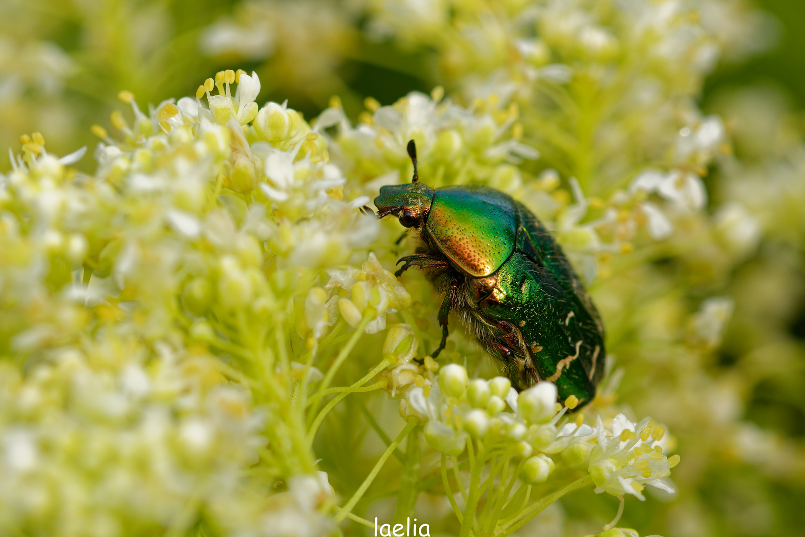 cetoine doree(cetonia aurata) hanneton des roses