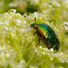 cetoine doree(cetonia aurata) hanneton des roses