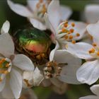 Cétoine dorée...et poudrée