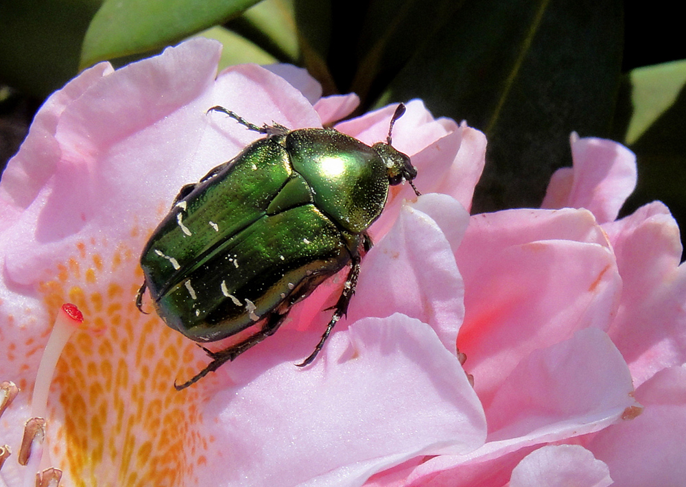 Cetonia Aurata