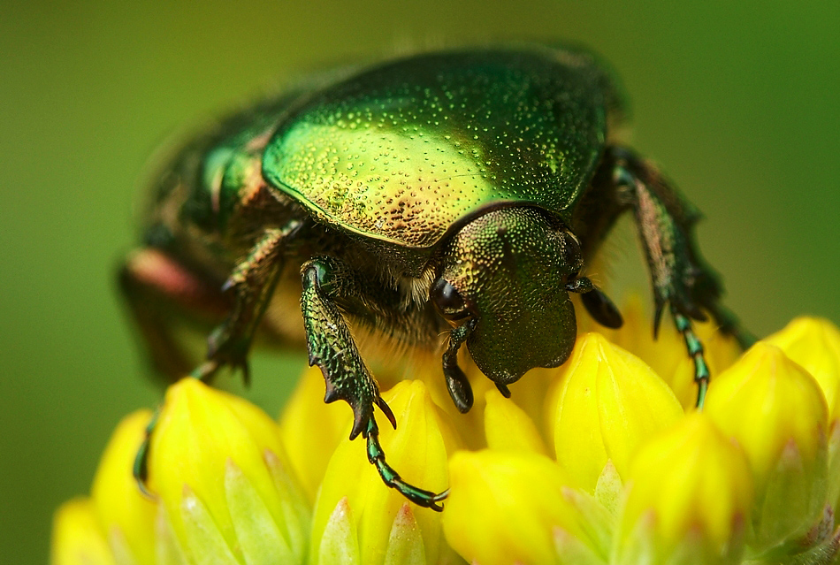 Cetonia aurata