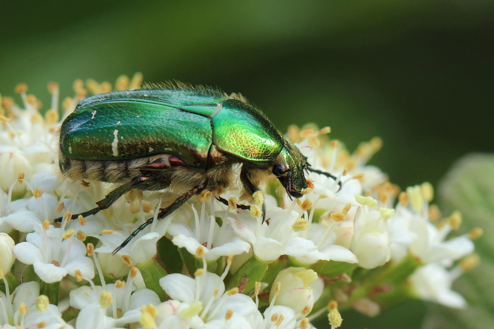 Cetonia aurata